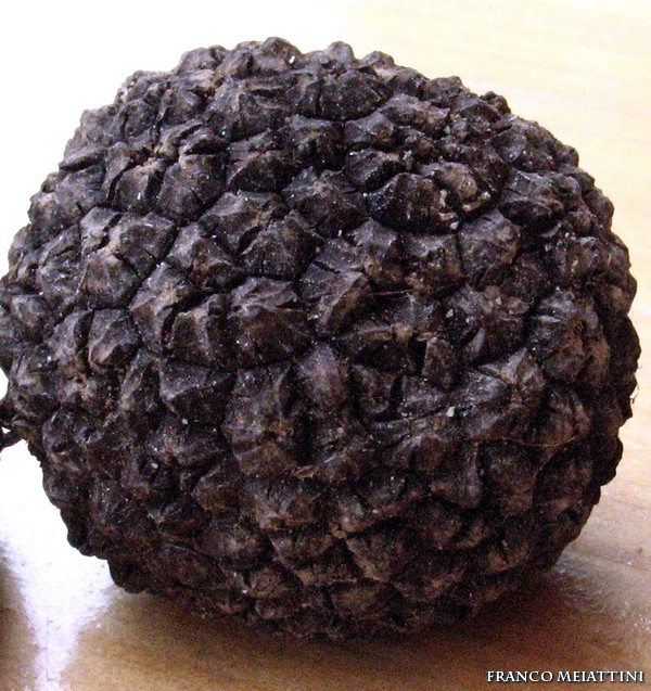 Tartufo scorzone nero estivo